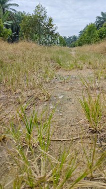 Tarımsal araziye giden kırsal yolun giderek azalan perspektifinin düşük açılı görüntüsü 