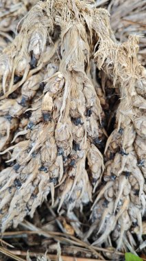 Çürümüş kümeler ve dışkılar tohum tohumu tohumu tohumu tohumu tohumu tohumu..