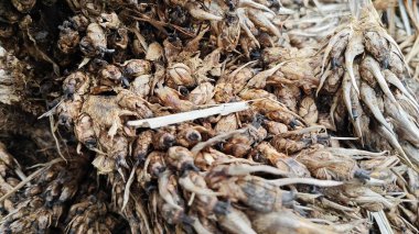 Çürümüş kümeler ve dışkılar tohum tohumu tohumu tohumu tohumu tohumu tohumu..