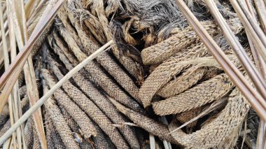 Çürümüş kümeler ve dışkılar tohum tohumu tohumu tohumu tohumu tohumu tohumu..