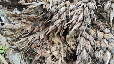 Çürümüş kümeler ve dışkılar tohum tohumu tohumu tohumu tohumu tohumu tohumu..