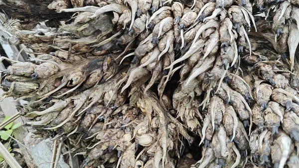 Çürümüş kümeler ve dışkılar tohum tohumu tohumu tohumu tohumu tohumu tohumu..