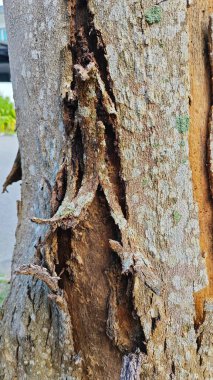 an old dying dried tree shedding or peeling skin bark on its trunk.