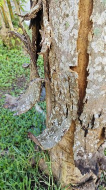 an old dying dried tree shedding or peeling skin bark on its trunk.