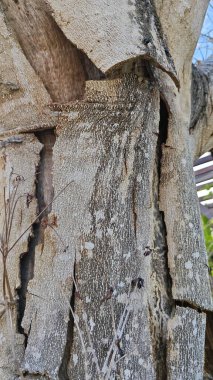 an old dying dried tree shedding or peeling skin bark on its trunk.