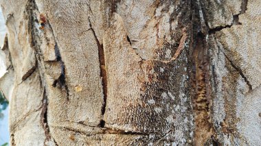 an old dying dried tree shedding or peeling skin bark on its trunk.