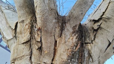an old dying dried tree shedding or peeling skin bark on its trunk.
