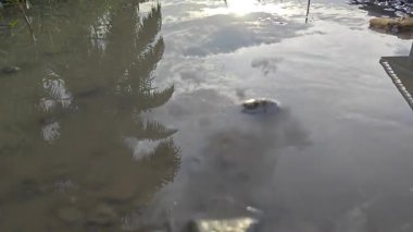 Kırsal toprak yolda sağanak yağış sonrasında durgun su havuzu yansıtıyor. 