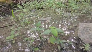 Kırsal toprak yolda sağanak yağış sonrasında durgun su havuzu yansıtıyor. 