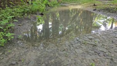 Kırsal toprak yolda sağanak yağış sonrasında durgun su havuzu yansıtıyor. 