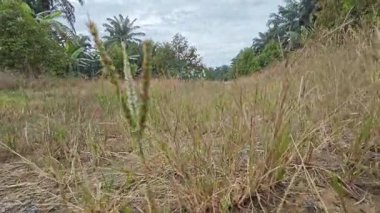 Çiftliğe giden kırsal yolun azalan perspektifinin düşük açılı görüntüsü 