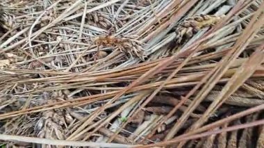 Çürümüş dağınık bir küme ve tohum tohumu tohumu tohumu tohumu tohumu tohumu tohumu.. 