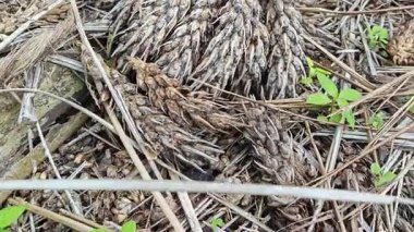 Çürümüş dağınık bir küme ve tohum tohumu tohumu tohumu tohumu tohumu tohumu tohumu.. 