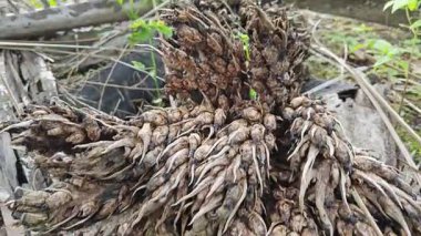 Çürümüş dağınık bir küme ve tohum tohumu tohumu tohumu tohumu tohumu tohumu tohumu.. 