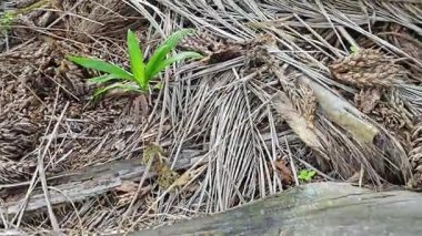 Çürümüş dağınık bir küme ve tohum tohumu tohumu tohumu tohumu tohumu tohumu tohumu.. 