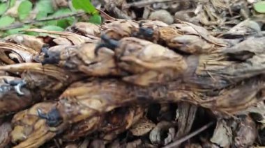 Çürümüş dağınık bir küme ve tohum tohumu tohumu tohumu tohumu tohumu tohumu tohumu.. 