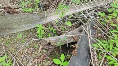 Çürümüş dağınık bir küme ve tohum tohumu tohumu tohumu tohumu tohumu tohumu tohumu.. 