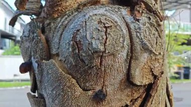 an old dying dried tree shedding or peeling skin bark on its trunk.