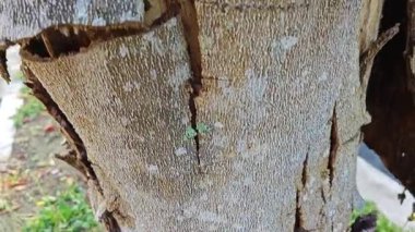 an old dying dried tree shedding or peeling skin bark on its trunk.