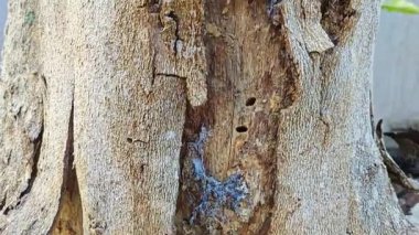an old dying dried tree shedding or peeling skin bark on its trunk.