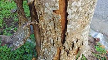 an old dying dried tree shedding or peeling skin bark on its trunk.