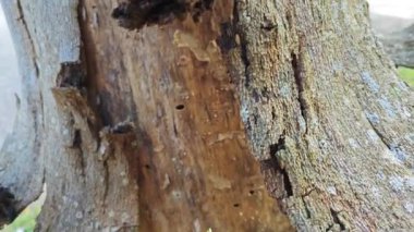 an old dying dried tree shedding or peeling skin bark on its trunk.