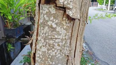an old dying dried tree shedding or peeling skin bark on its trunk.