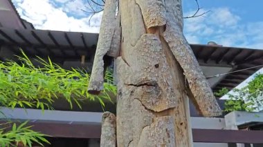 an old dying dried tree shedding or peeling skin bark on its trunk.