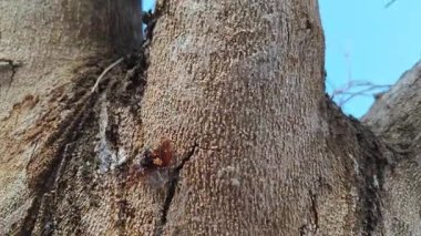 an old dying dried tree shedding or peeling skin bark on its trunk.