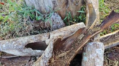 an old dying dried tree shedding or peeling skin bark on its trunk.