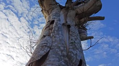 an old dying dried tree shedding or peeling skin bark on its trunk.