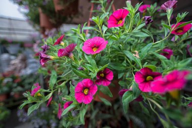 Asılı renkli petunya saksısının yakın çekimi..