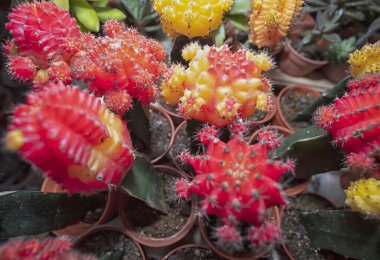 Tenceredeki renkli küçük ay kaktüsünün yakın çekimi..