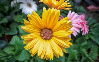 Rengarenk taç yapraklarının yakın çekimi papatya çiçeği.