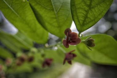 Breynia androgyna ve çiçeğinin yakın plan çekimi.. 