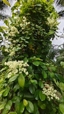 canopies of wild busy sandpaper tetracera flowers creeping and crawling around the bushes and tree by the roadside.