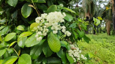 canopies of wild busy sandpaper tetracera flowers creeping and crawling around the bushes and tree by the roadside.