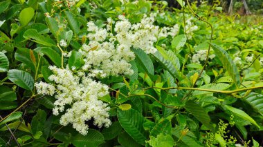 canopies of wild busy sandpaper tetracera flowers creeping and crawling around the bushes and tree by the roadside.