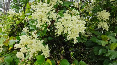 canopies of wild busy sandpaper tetracera flowers creeping and crawling around the bushes and tree by the roadside.