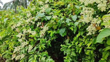canopies of wild busy sandpaper tetracera flowers creeping and crawling around the bushes and tree by the roadside.