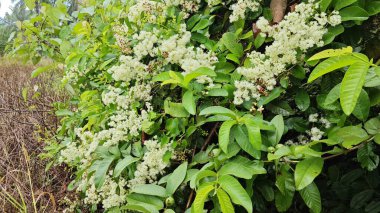 canopies of wild busy sandpaper tetracera flowers creeping and crawling around the bushes and tree by the roadside.