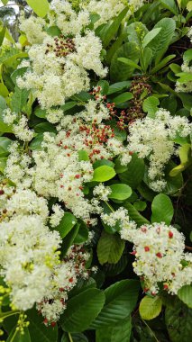 canopies of wild busy sandpaper tetracera flowers creeping and crawling around the bushes and tree by the roadside.