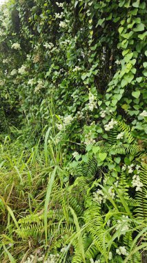 canopies of wild busy sandpaper tetracera flowers creeping and crawling around the bushes and tree by the roadside.