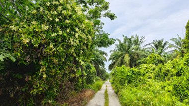 canopies of wild busy sandpaper tetracera flowers creeping and crawling around the bushes and tree by the roadside.
