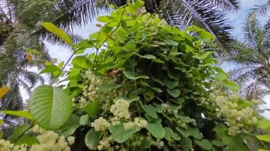 canopies of wild busy sandpaper tetracera flowers creeping and crawling around the bushes and tree by the roadside.