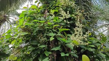 canopies of wild busy sandpaper tetracera flowers creeping and crawling around the bushes and tree by the roadside.