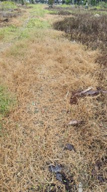 Tarlaya giden yolda böcek ilacı olduktan sonra ölen otlar..