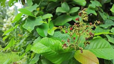 canopies of wild busy sandpaper tetracera flowers creeping and crawling around the bushes and tree by the roadside.