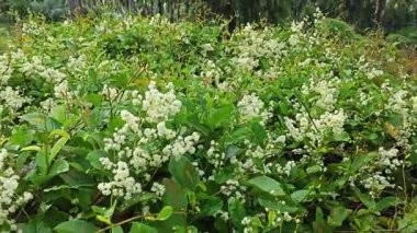 canopies of wild busy sandpaper tetracera flowers creeping and crawling around the bushes and tree by the roadside.