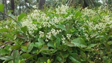 canopies of wild busy sandpaper tetracera flowers creeping and crawling around the bushes and tree by the roadside.